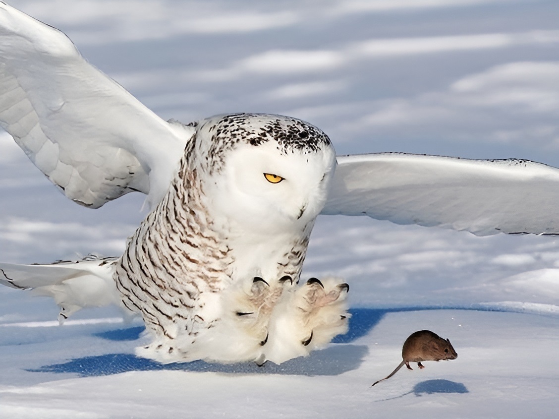 Animal Antics: Impeccable Timing Caught on Camera