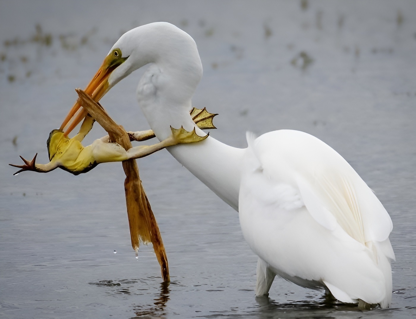 Animal Antics: Impeccable Timing Caught on Camera