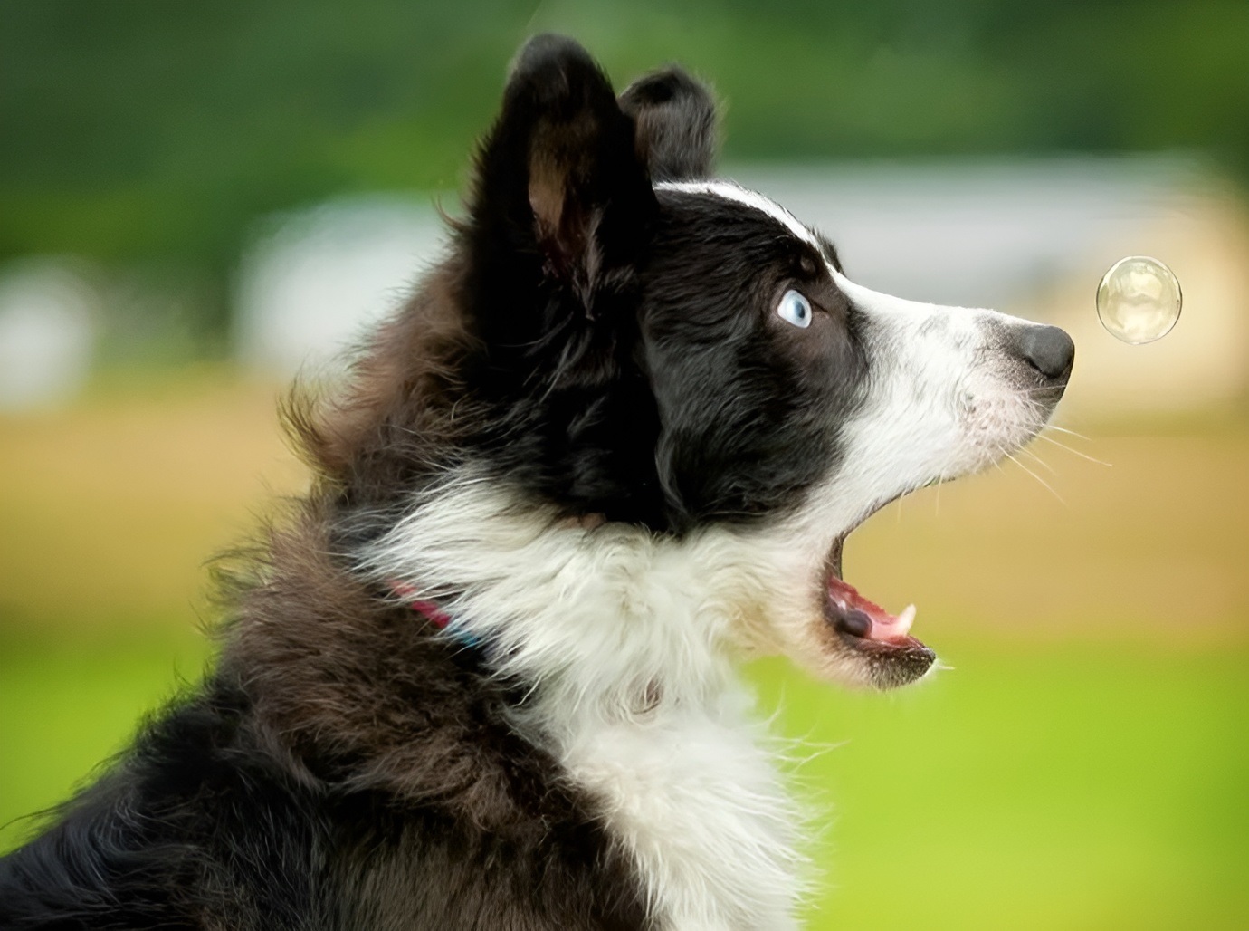 Animal Antics: Impeccable Timing Caught on Camera